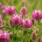 250 Seeds Clover  Red  Trifolium Pratense easy to grow #ABG11