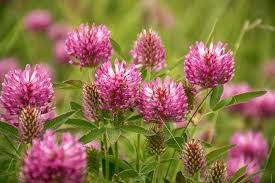 250 Seeds Clover  Red  Trifolium Pratense easy to grow #ABG11