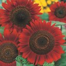 100 Seeds Sunflower Red Sun great for your garden   #ABG11
