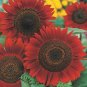 100 Seeds Sunflower Red Sun great for your garden   #ABG11