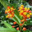 flower seeds  Butterfly Tropical Milkweed Asclepias Curassavica  100 Seeds  #ABG11