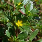 200 seeds Purslane Portulaca Oleracea Sativa easy to grow  #ABG11