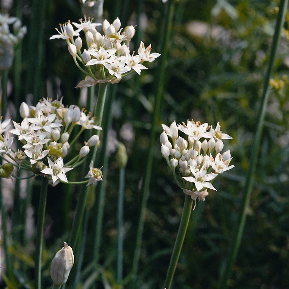 Лук душистый (Allium tuberosum)