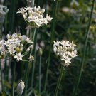 200 Seeds Garlic Chives  Allium Tuberosum easy to grow #ABG11