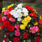 25 Seeds Begonia Tuberosa Double Mix  #ABG11