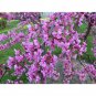 20 Seed Redbud Tree Eastern easy to grow#ABG11
