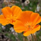 500 Seeds Poppy California Orange flower seeds  #ABG11