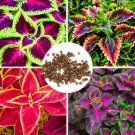 flower seeds Coleus  Rainbow Mix 50 Seeds  #ABG11