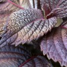 50 Seeds  Beefsteak Plant Perilla  flower seeds #ABG11