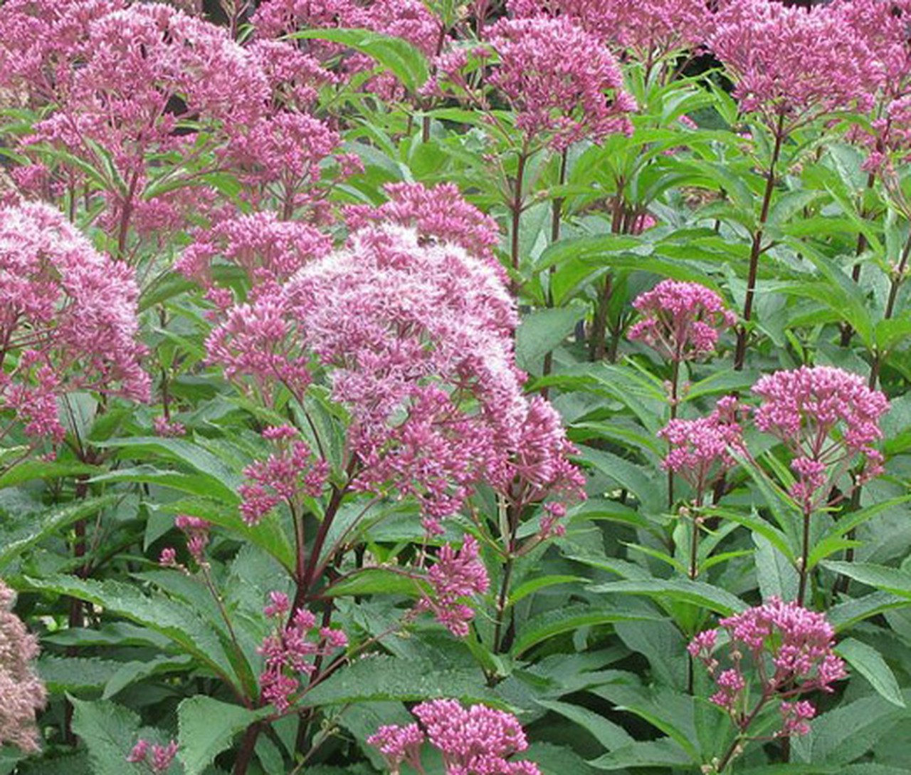 flower seeds Joe Pye Weed Eupatorium Maculatum  200 Seeds #ABG11