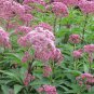 flower seeds Joe Pye Weed Eupatorium Maculatum  200 Seeds #ABG11