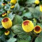 100 Seeds Toothache Plant Spilanthes Oleracea easy to grow #ABG11