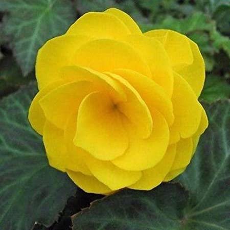 Begonia Tuberosa Double Yellow, 25 Seeds   #ABG11