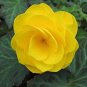 Begonia Tuberosa Double Yellow, 25 Seeds #ABG11