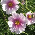 100 Seeds Cosmos  Bipinnatus Sensation Day Dream easy to grow #ABG11