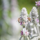 50 flower Seeds Lamb's Ear Stachys Byzantina Lanata easy to grow #ABG11