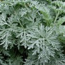 100 Seeds Wormwood  Artemisia Absinthium easy to  grow #ABG11