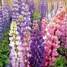 100 seeds Lupine Russell Mix ready for your garden   #ABG11