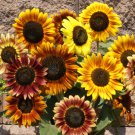 100 Seeds Sunflower  Autumn Beauty Mix great for our garden #ABG11