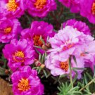 50 seeds of moss rose flower easy to grow #ABG2