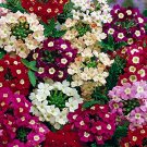 175 verbena florist mix flower seeds easy to grow #ABG2