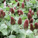 300 seeds crimson clover ready  for your garden #ABG2