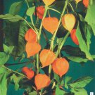 chinese lantern flowers seed perennial,35 seeds   #ABG2