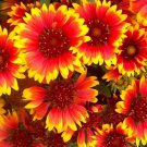 indian blanket  flower 400  seeds easy to grow  #ABG2