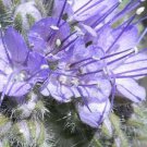 400 seeds of the lacy phacelia purple/violet color easy to  grow  #ABG2