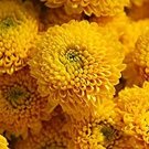 450 chrysanthemum yellow flower seeds  old fashion garden favorite #ABG2