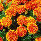 400 marigold sparky annual flower seeds  #ABG2