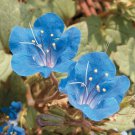 700 california bluebell annual flower seeds #ABG2