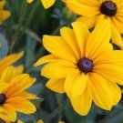 2400 black eyed susan perennial flower seed  #ABG2