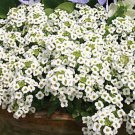 2000 seeds alyssum white Carpet of Snow for your garden  #ABG2