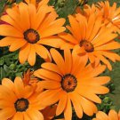 heirloom african daisies 300 seed great for your garden  #ABG2