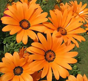 heirloom african daisies 300 seed great for your garden  #ABG2