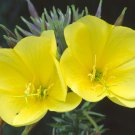 1200 primrose evening seeds easy to grow #ABG2