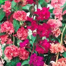 50  seeds mountain garland clarkia unguiculata flower #ABG2