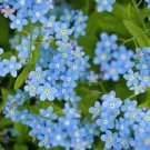 100 seeds chinese forget me not flower,great for your gardena  #ABG2