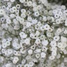600 pure white baby breath flower seed,easy to grow  #ABG2