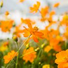 300 flower seed tall orange cosmo sensation #ABG2