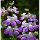 1000 chinese house flower seeds easy to grow  #ABG2