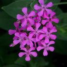 catchfly cluster pink,3000 flower seeds ready for your garden  #ABG2