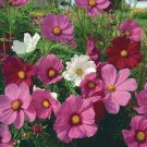 280 flowers seeds cocmos sensation ready for your garden   #ABG2