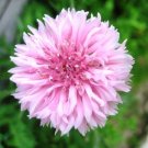 bachelor button tall  pink collor  300 seeds   #ABG2