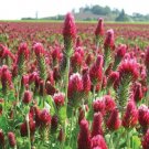 200  Fresh  Crimson Clover Seeds easy to grow #ABG1