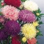 100 Fresh Seed Powderpuff Aster Seeds easy to grow #ABG1