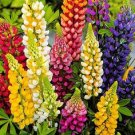 40   Fresh Seed  Gallery Mix Lupine ready to plant   #ABG1
