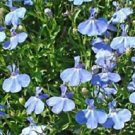 150  Fresh Seed Cambridge Blue Lobelia readyy for your garden #ABG1