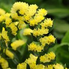 40 seeds Flower  Statice QIS Yellow easy to grow  #ABG1